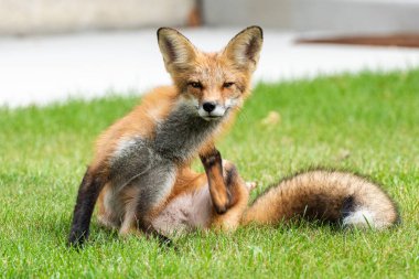 Cute red fox cub