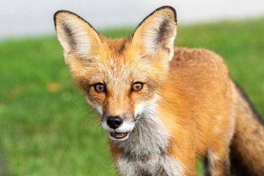 Cute red fox cub looking directly at the viewer