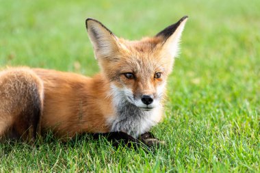 Cute red fox cub lies on green grass
