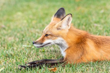 Cute red fox cub lies on green grass
