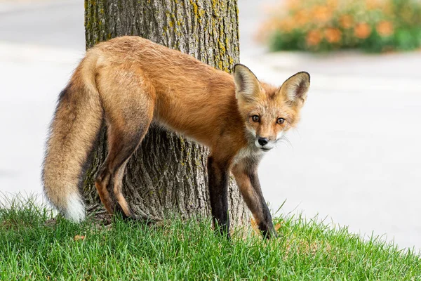 Cute red fox cub on a street nearby a tre