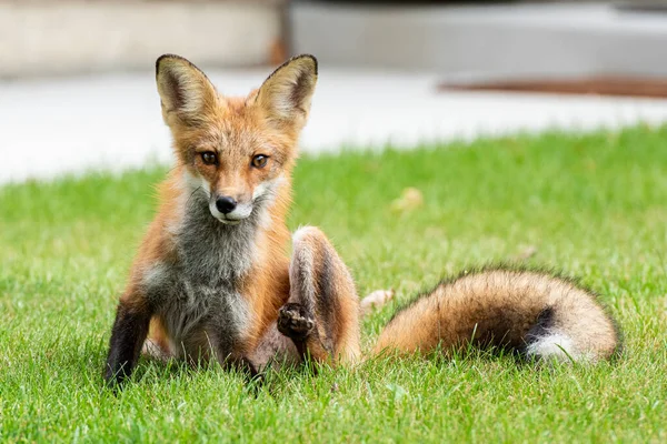 Cute red fox cub looks straight in your eyes