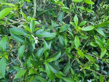 Bahçede yeşil yapraklar