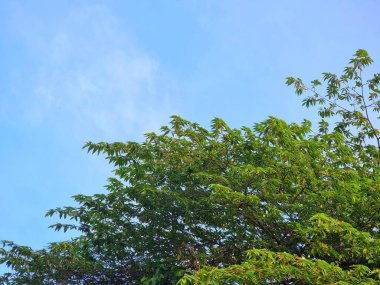 Ormanda yeşil yapraklar