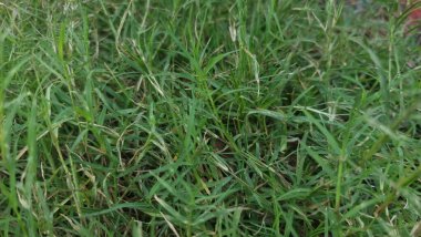 Bahçedeki yeşil çimenler