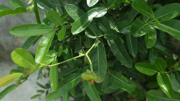 Grüner Baum Blätter Hintergrund — Stockfoto