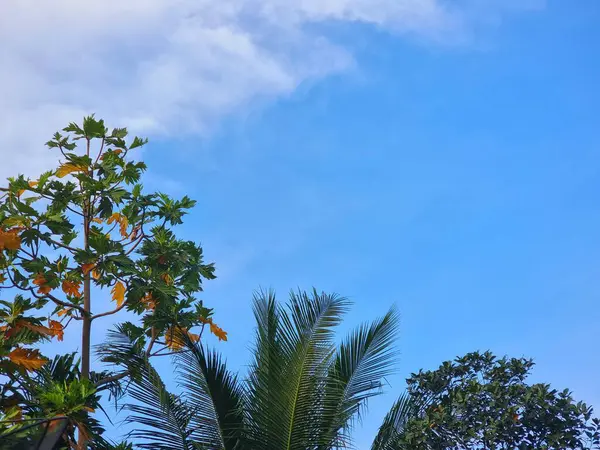 Palma Strom Pozadí Oblohy — Stock fotografie