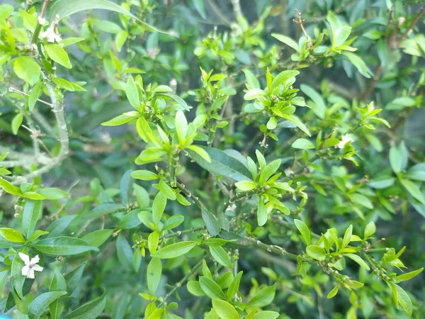 Bahçedeki Yeşil Çalı — Stok fotoğraf