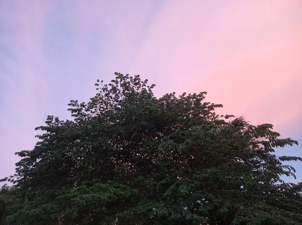 Schöner Sonnenuntergang Wald — Stockfoto