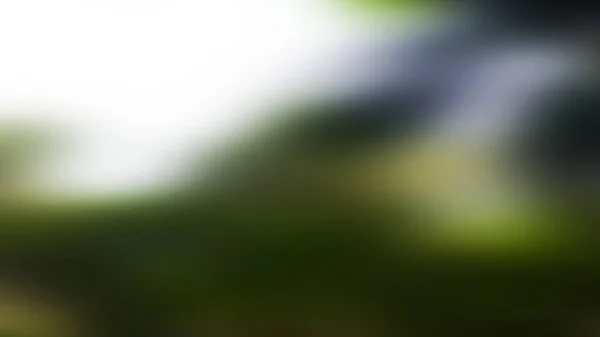 Розмиті Зелене Листя Лісі Абстрактний Фон — стокове фото