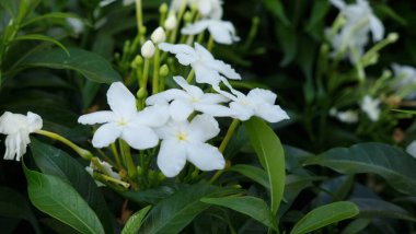 Bahçedeki güzel çiçekler