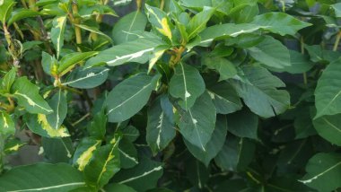 yeşil yapraklar, bitkiler ve yapraklar