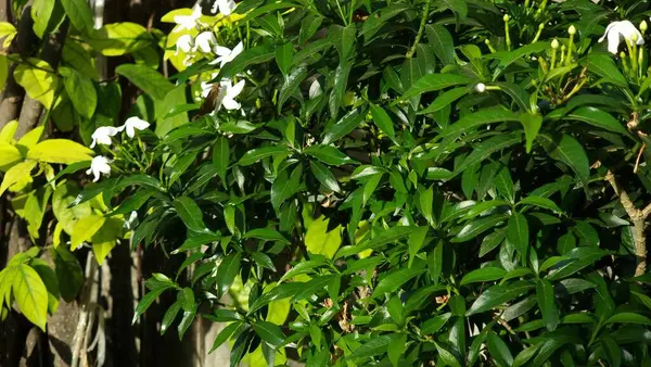 Weiße Jasminblüten Garten — Stockfoto