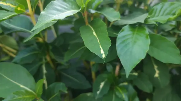 Blätter Von Grünem Baum Garten — Stockfoto