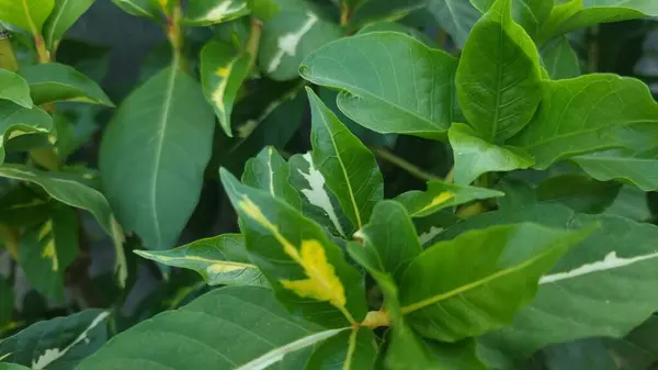 Close Green Leaves Plant — 스톡 사진