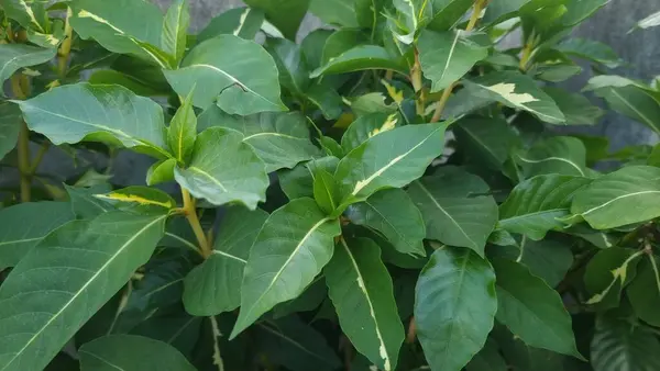 Grüne Blätter Einer Pflanze — Stockfoto