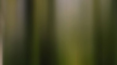 Soyut PUI Işık Arkaplan Duvar Kağıdı Renkli Gradyan Bulanık Yumuşak Yumuşak Hareket Parlaklığı