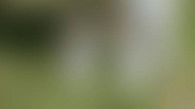 Soyut PUI Işık Arkaplan Duvar Kağıdı Renkli Gradyan Bulanık Yumuşak Yumuşak Hareket Parlaklığı