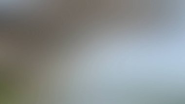 Soyut PUI Işık Arkaplan Duvar Kağıdı Renkli Gradyan Bulanık Yumuşak Yumuşak Hareket Parlaklığı