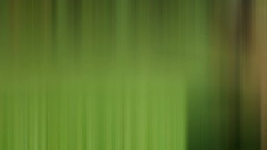 Soyut PUI Işık Arkaplan Duvar Kağıdı Renkli Gradyan Bulanık Yumuşak Yumuşak Hareket Parlaklığı