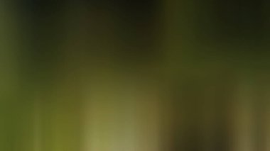 Soyut PUI Işık Arkaplan Duvar Kağıdı Renkli Gradyan Bulanık Yumuşak Yumuşak Hareket Parlaklığı