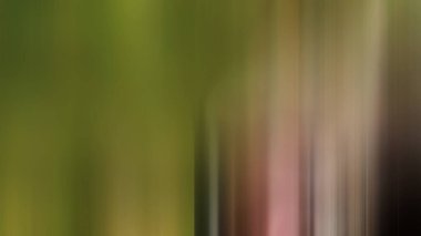 Soyut PUI Işık Arkaplan Duvar Kağıdı Renkli Gradyan Bulanık Yumuşak Yumuşak Hareket Parlaklığı