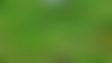 Soyut PUI Işık Arkaplan Duvar Kağıdı Renkli Gradyan Bulanık Yumuşak Yumuşak Hareket Parlaklığı