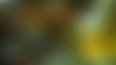 Soyut ışık arkaplan duvar kağıdı rengarenk bulanık yumuşak hareket parlak parlama