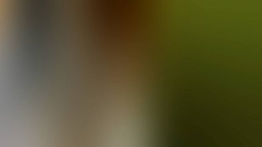 Soyut Desenli Arkaplan Duvar Kağıdı Web Gradyan 