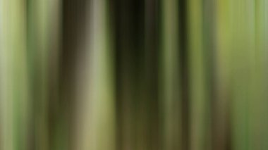 Bulanık soyut arkaplan, yeşil doku