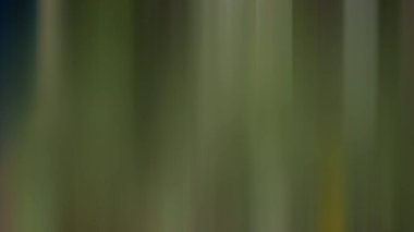 Bulanık ışık arkaplanı renkli