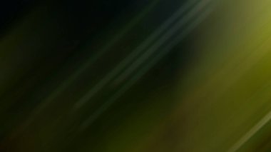 Bulanık renkli ışık çizgileri arkaplanı.