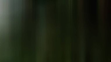 Yeşil bir bitkinin bulanık bir resmi