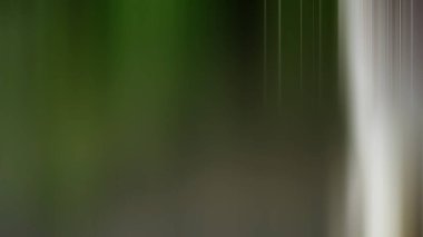 Yeşil bir bitkinin bulanık bir resmi