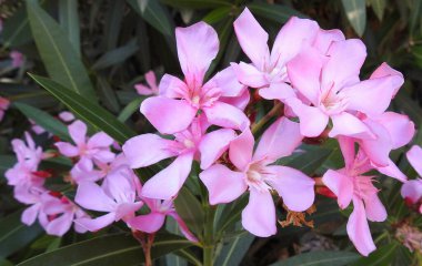 Flower and plant, great nature of spring, roses from garden, nice spring,  beautiful color, wild grass. high atlas morocco