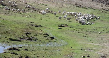 Atlas Fas 'tan gelen yeşil otlarla tarlanın üzerinde otlayan atlar ve koyunlar. 