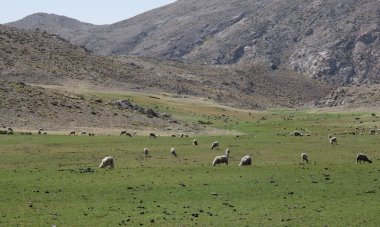 Faroe adalarındaki dağlarda koyun var.