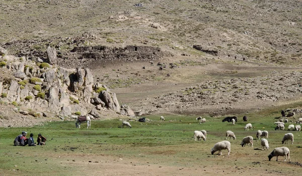 Atlas Dağları 'ndan gelen yeşil otlarla otlayan at ve koyunlar. 