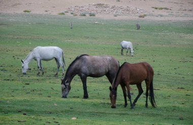 Faroe adalarındaki dağlarda koyun var.