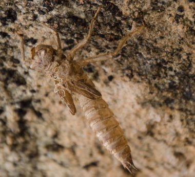 Beyaz arka planda bir eşekarısının yakın plan görüntüsü