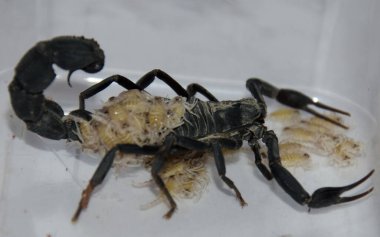 Bir akrep anne ve yavrularının çok tehlikeli bir eklembacaklı türü olan yüksek atlas Fas 'ta yakın plan çekimleri.. 