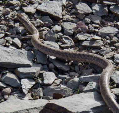close up of a snake in high atlas Morocco 