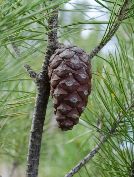 pine cones, from pine tree, cedar, and seed, forest nature, and natural, wood landscape, beauty, wild, grass green, cones forest background from -high Atlas- Mountains in morocco .