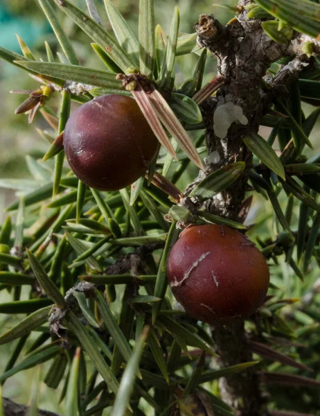 The Juniper tree, a small, very hardy, slow-growing conifer with persistent pungent needles, present in the High Atlas Mountains of Morocco, known by the population for its multiple remedies and benefits.