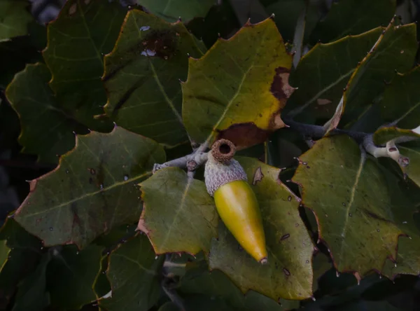 acorn tree, and acorn fruit, forest nature food, for small animals, and beautiful wood landscape, natural wild grass, beautiful colors, beauty plant from high Atlas Mountains in morocco.