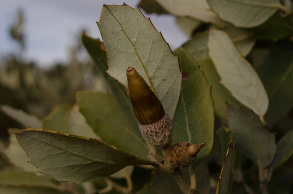 acorn tree, and acorn fruit, forest nature food, for small animals, and beautiful wood landscape, natural wild grass, beautiful colors, beauty plant from high Atlas Mountains in morocco.