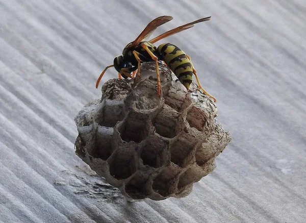 wasps build their nests, feed their larvae, defends their territory, a well-defined work to each one his role, in order to constitute a large community, a nature of the high atlas Morocco