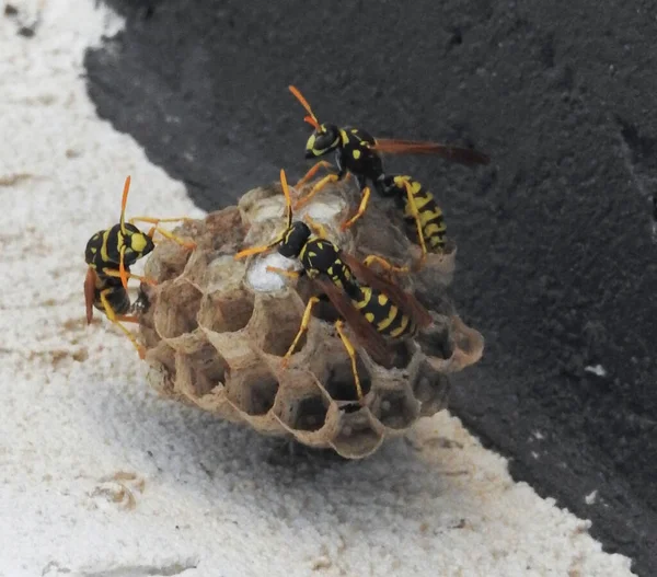 wasps build their nests, feed their larvae, defends their territory, a well-defined work to each one his role, in order to constitute a large community, a nature of the high atlas Morocco