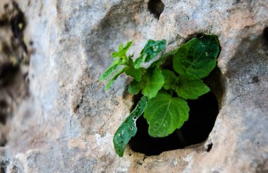 Flower and plant, great nature of spring, roses from garden, nice spring,  beautiful color, wild grass. high atlas morocco