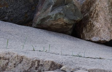 the surviving plants growing in a stone wall in the high mountains in Morocco (high atlas)